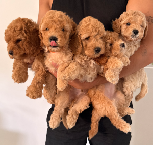 Groodle – Forest Lake