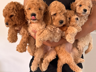 Groodle – Forest Lake