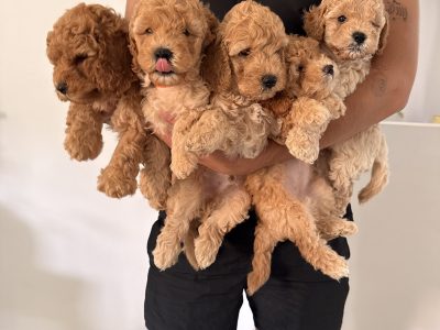 Groodle – Forest Lake