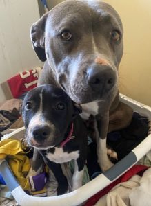 American Staffordshire Bull Terrier – Golden Grove