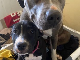 American Staffordshire Bull Terrier – Golden Grove