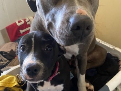 American Staffordshire Bull Terrier – Golden Grove