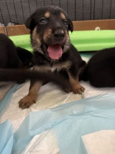 German Shepherd – Galston