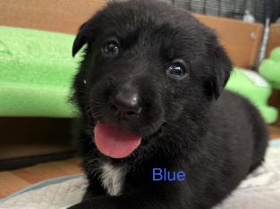 German Shepherd – Galston