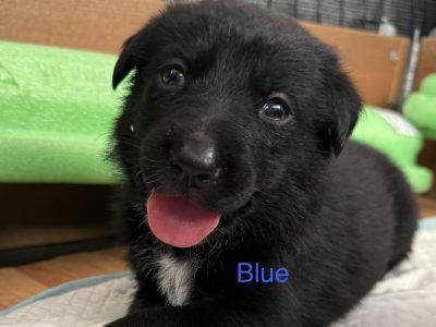 German Shepherd – Galston