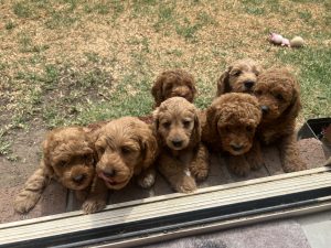 Cavoodle – Clyde North