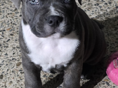 American Staffordshire Bull Terrier – Mudgeeraba