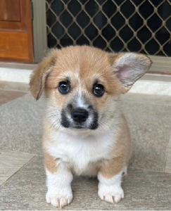 Corgi