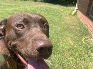 Labrador Retriever – Deception Bay