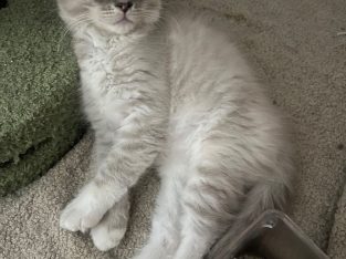 British Blue – Bexley