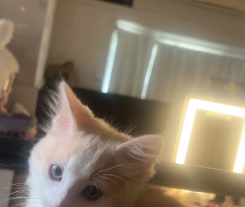 British Shorthair – Bexley