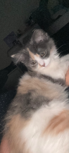 Ragdoll – Burpengary