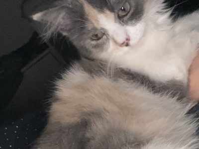 Ragdoll – Burpengary