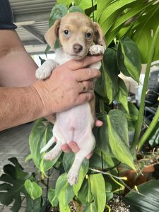Chiweenie – Clare