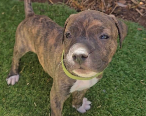 American Staffordshire Bull Terrier – Elizabeth Grove