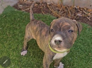American Staffordshire Bull Terrier – Elizabeth Grove