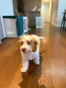 Cavoodle – Carlingford
