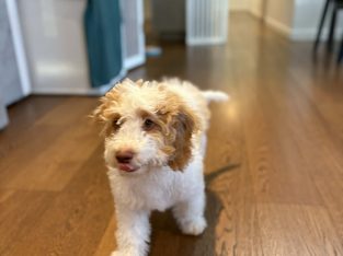 Cavoodle – Carlingford