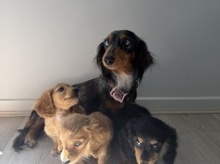 Miniature Dachshund – Hope Island