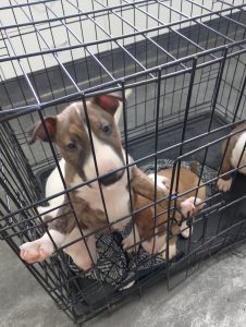 English Bull Terrier – Coonamble