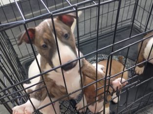 English Bull Terrier – Coonamble