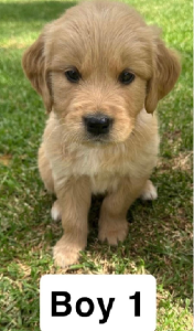 Golden Retriever – Gulgong