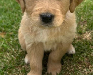 Golden Retriever – Gulgong