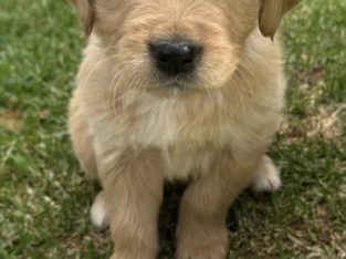 Golden Retriever – Gulgong