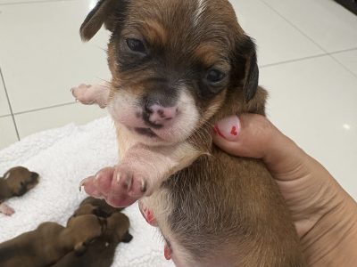 Dachshund – Calamvale