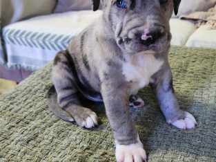 Catahoula Leopard Dog – Kin Kin