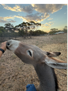 Donkey – Murray Bridge