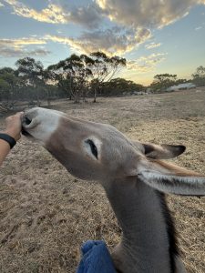 Donkey – Murray Bridge