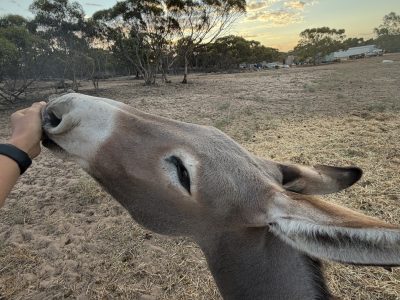 Donkey – Murray Bridge