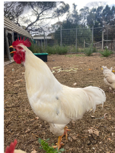 Birds – Murray Bridge