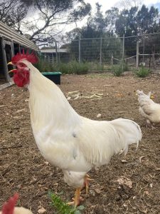 Birds – Murray Bridge