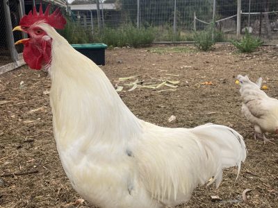 Birds – Murray Bridge