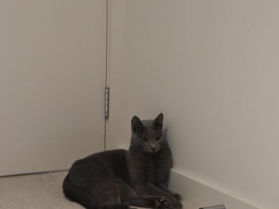 Russian Blue – Balwyn