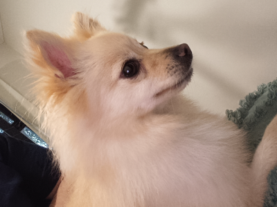 Pomeranian – Yarrabilba