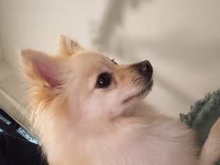 Pomeranian – Yarrabilba