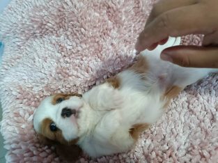 Beaglier – Upper Coomera