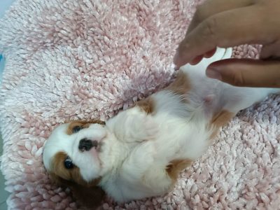 Beaglier – Upper Coomera