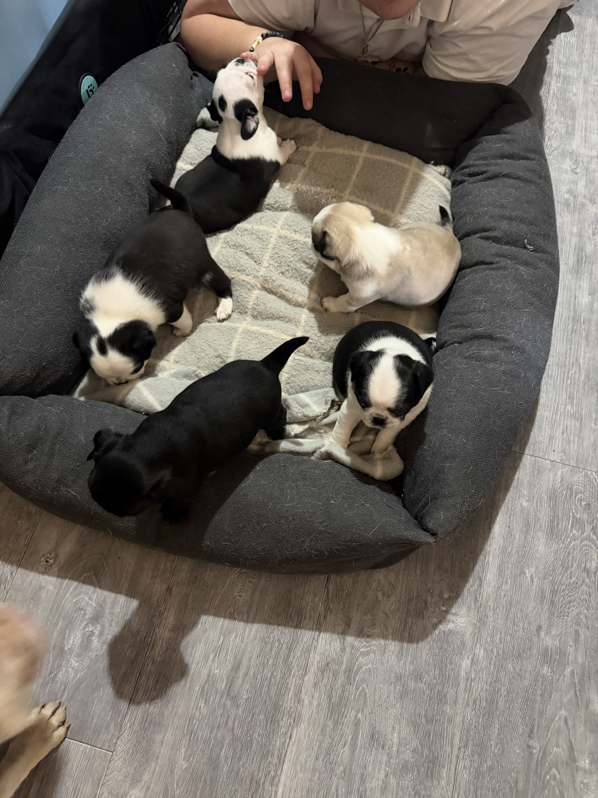 Pug - Dubbo - PetsForHomes