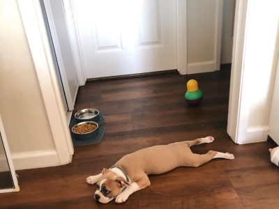 Dogs – jacksondebryne