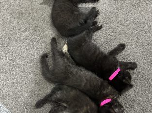 Cats – Endeavour Hills