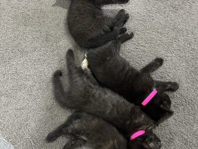 Cats – Endeavour Hills