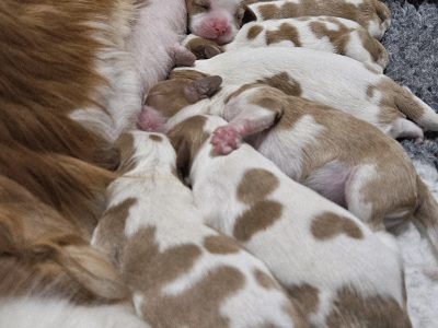 Cavalier King Charles Spaniel – Narrikup