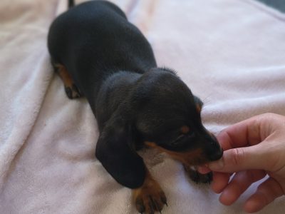 Dachshund – Austin Francis Partridge