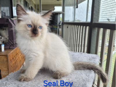 Ragdoll – Lowood