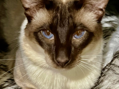 Balinese – Kurralta Park