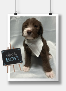 Poodle Standard – Geraldton